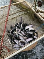 3680319-IMG_9396.jpg