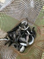 3680316-IMG_9372.jpg
